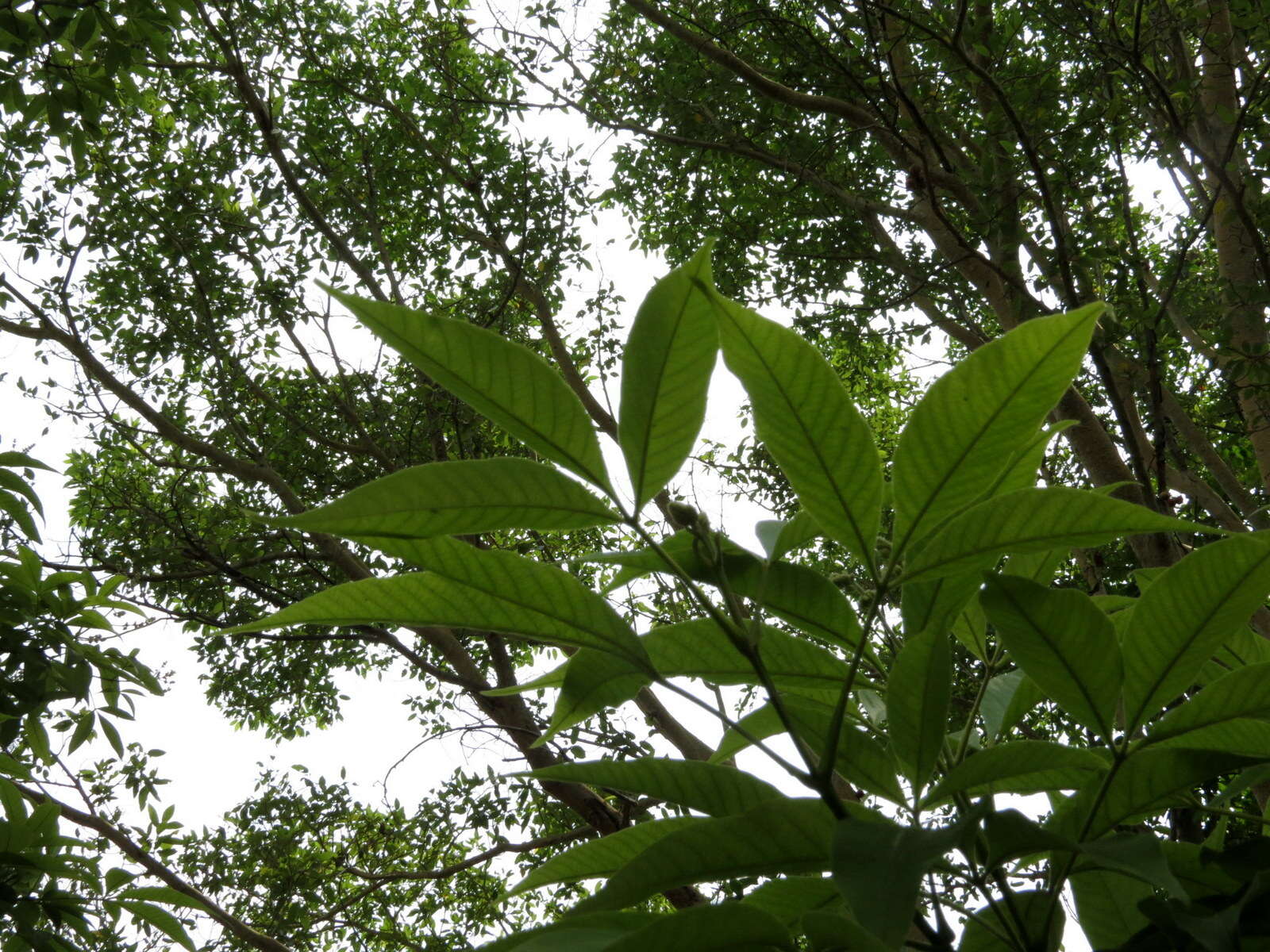 Image of Vitex altissima L. fil.