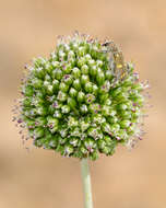 Image of Allium dictyoprasum C. A. Mey. ex Kunth