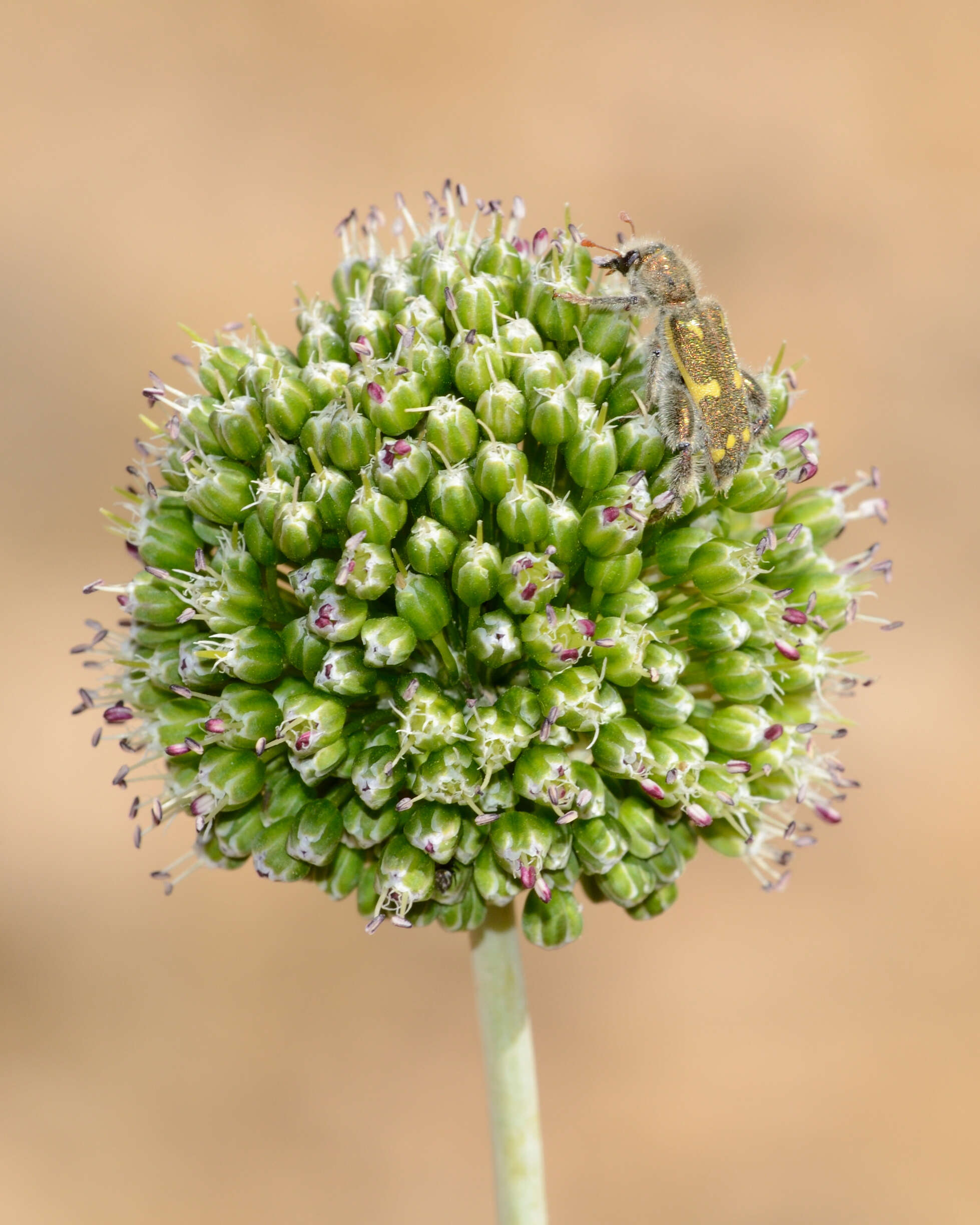 Image of Allium dictyoprasum C. A. Mey. ex Kunth