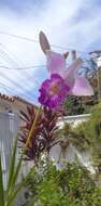 Image of Sobralia decora Bateman