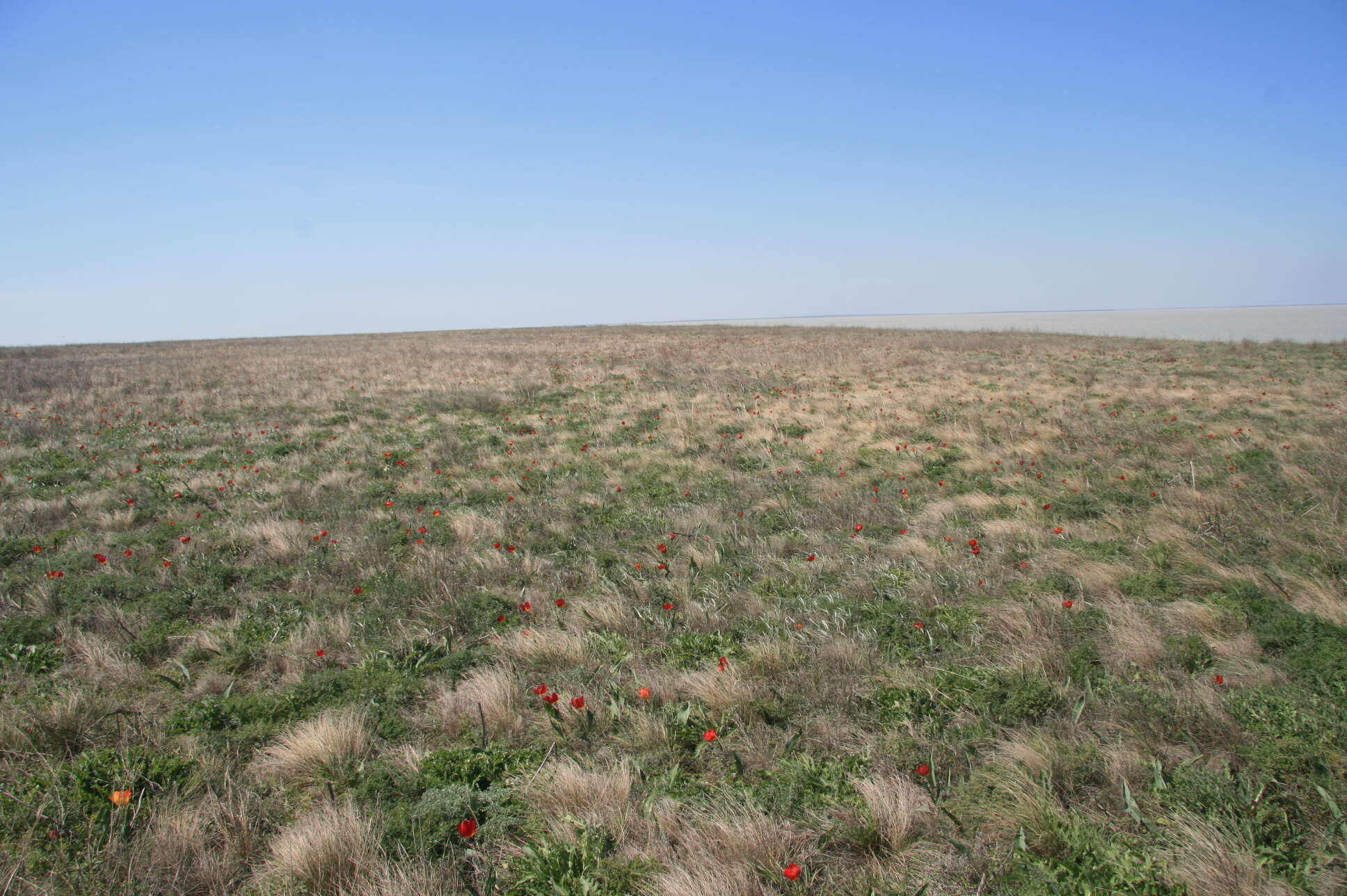 Image of Tulipa suaveolens Roth