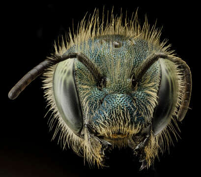 Image of Osmia atriventris Cresson 1864