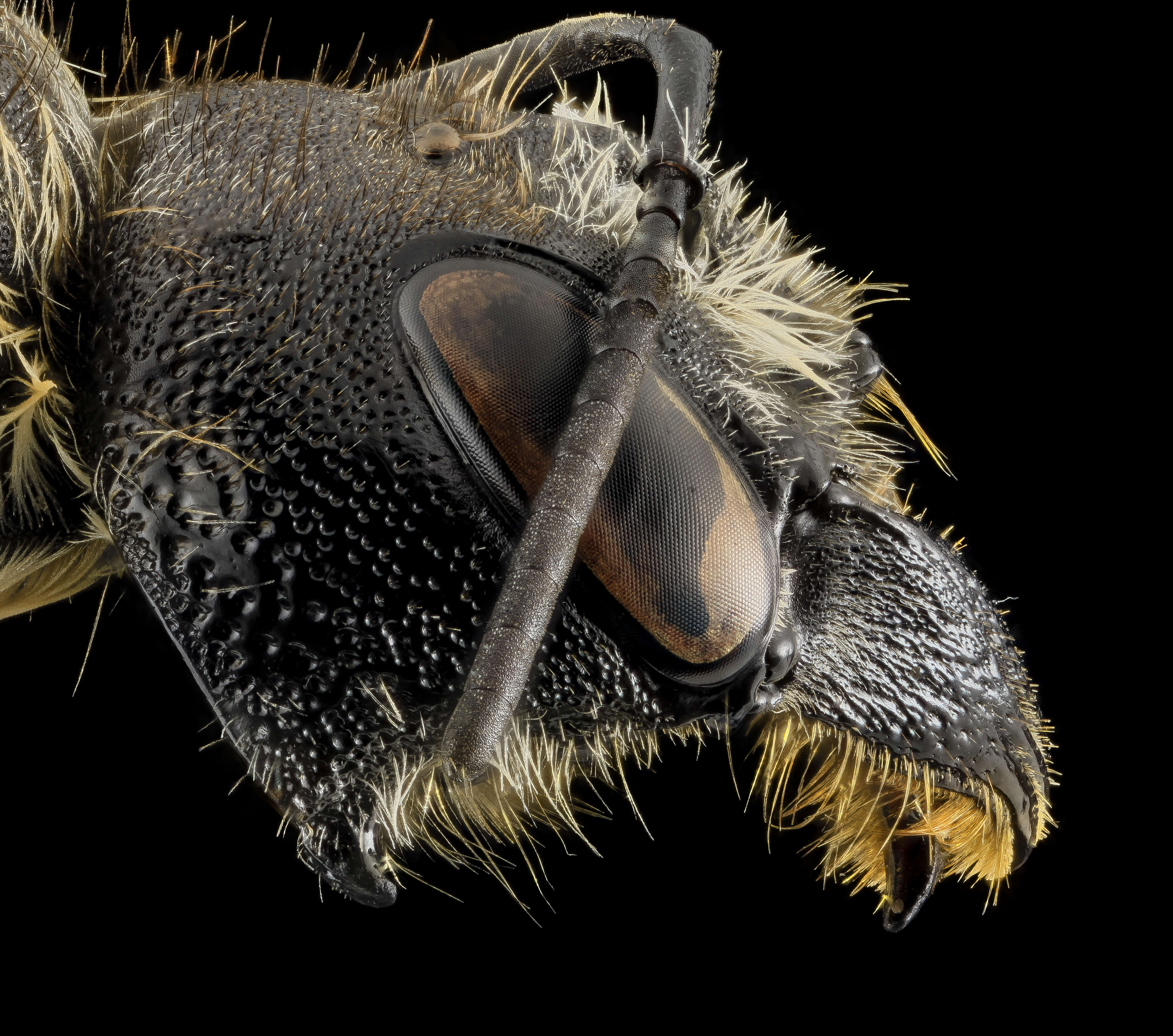 Image of Pugnacious Leaf-cutter Bee