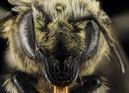 Image of Black-and-gray Leaf-cutter Bee