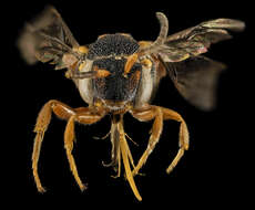 Image of Nomada fervida Smith 1854