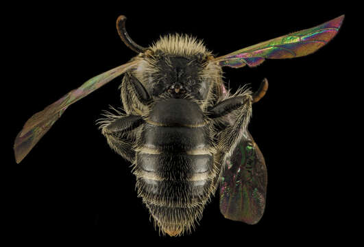 Plancia ëd Andrena ziziae Robertson 1891