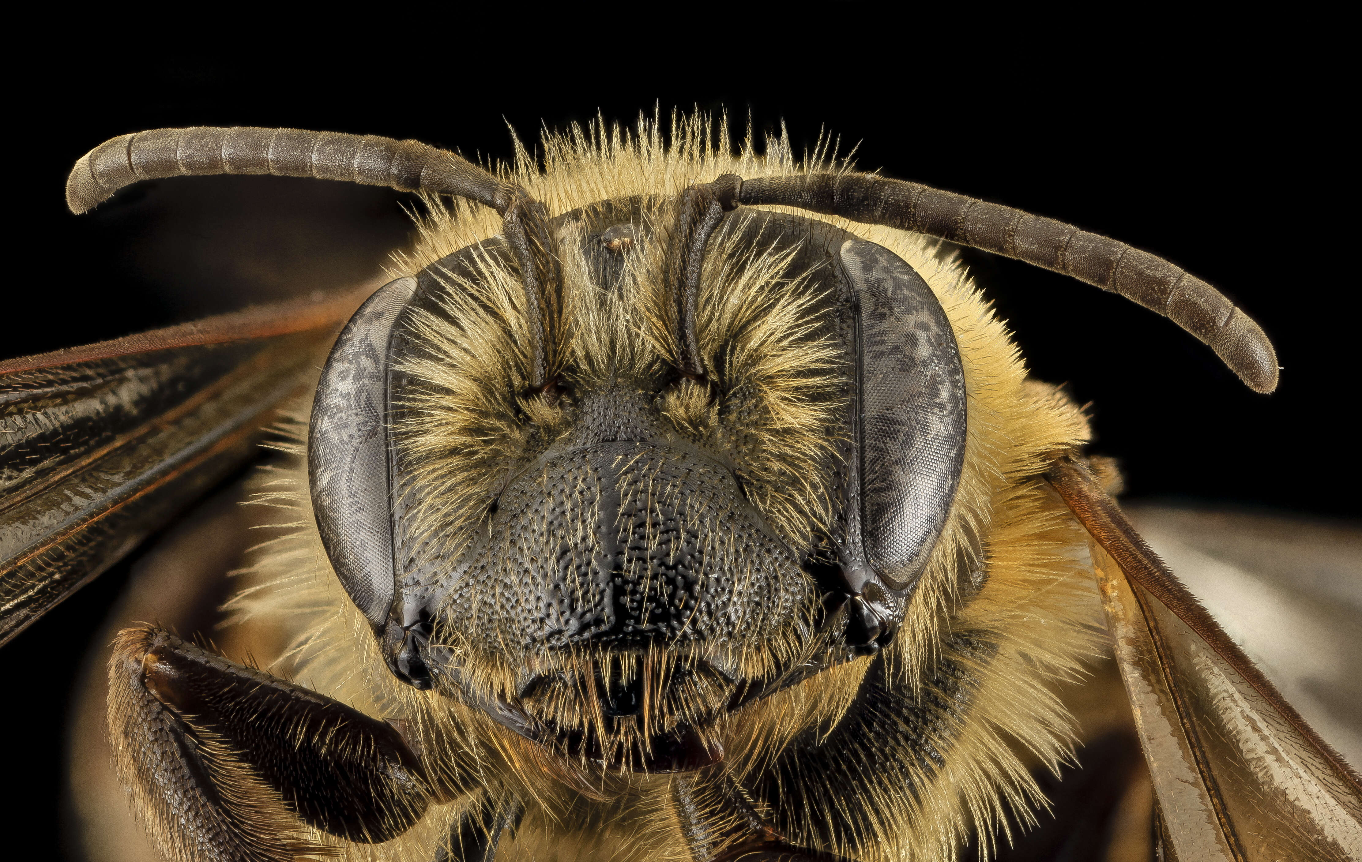 Imagem de Andrena nivalis Smith 1853