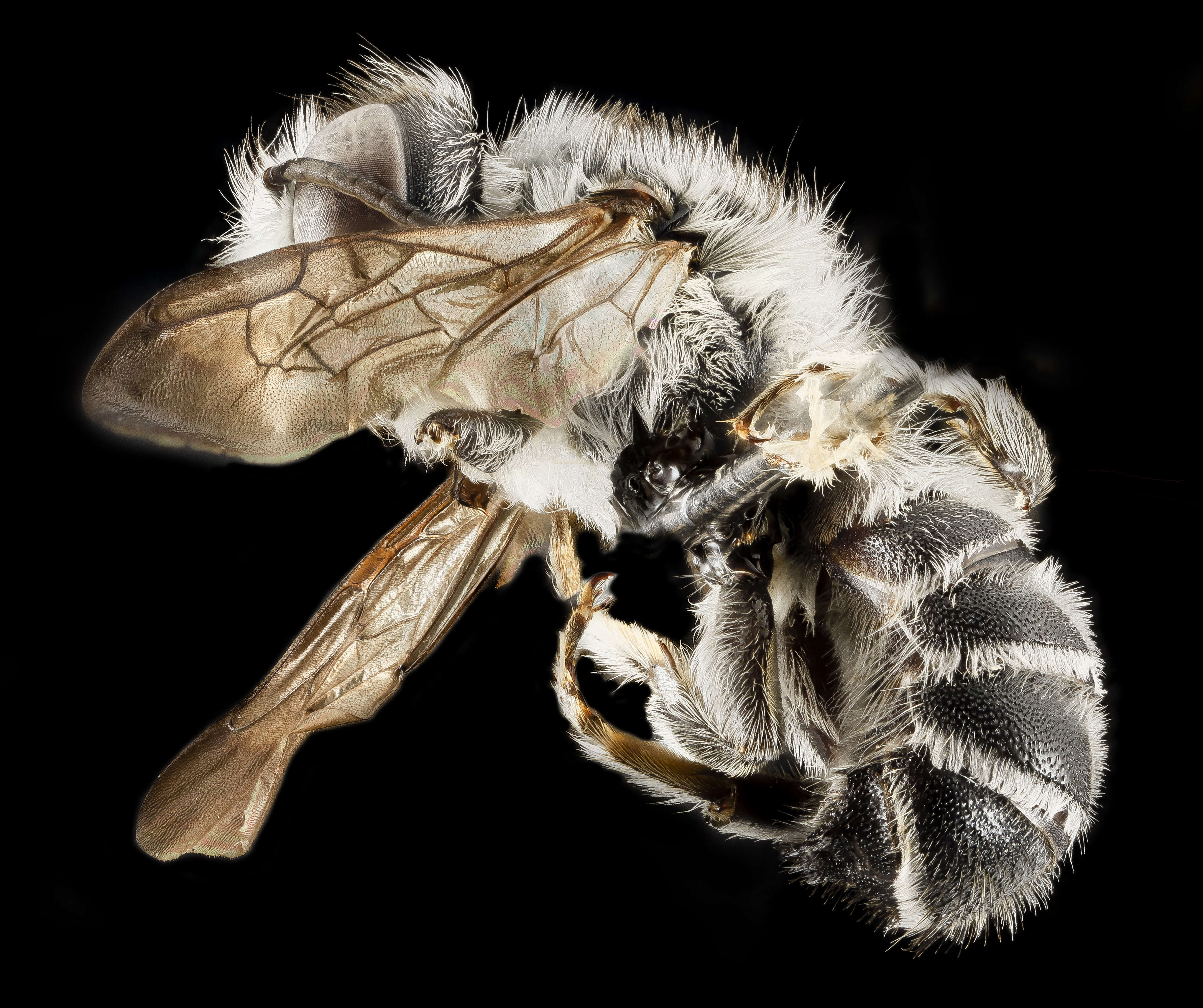 Image of Megachile frugalis Cresson 1872