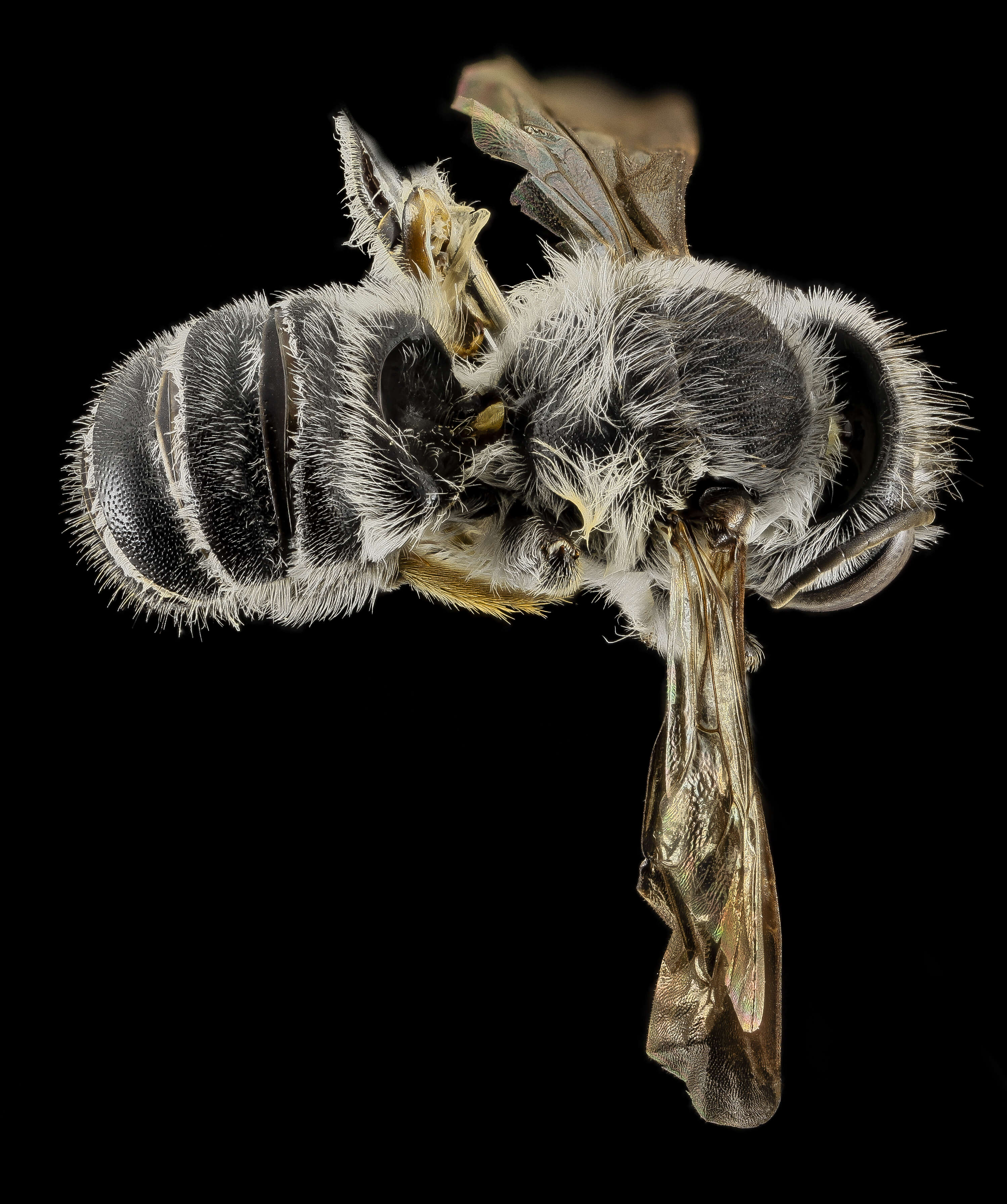 Image of Megachile frugalis Cresson 1872