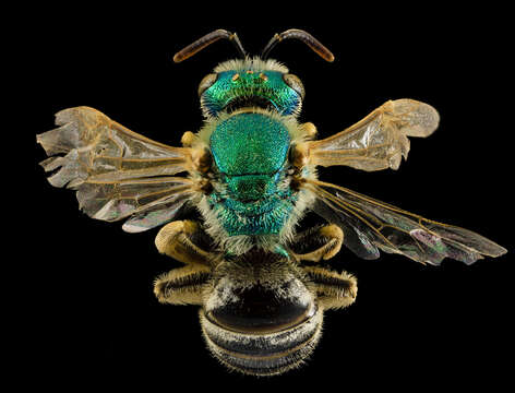 Agapostemon melliventris Cresson 1874的圖片