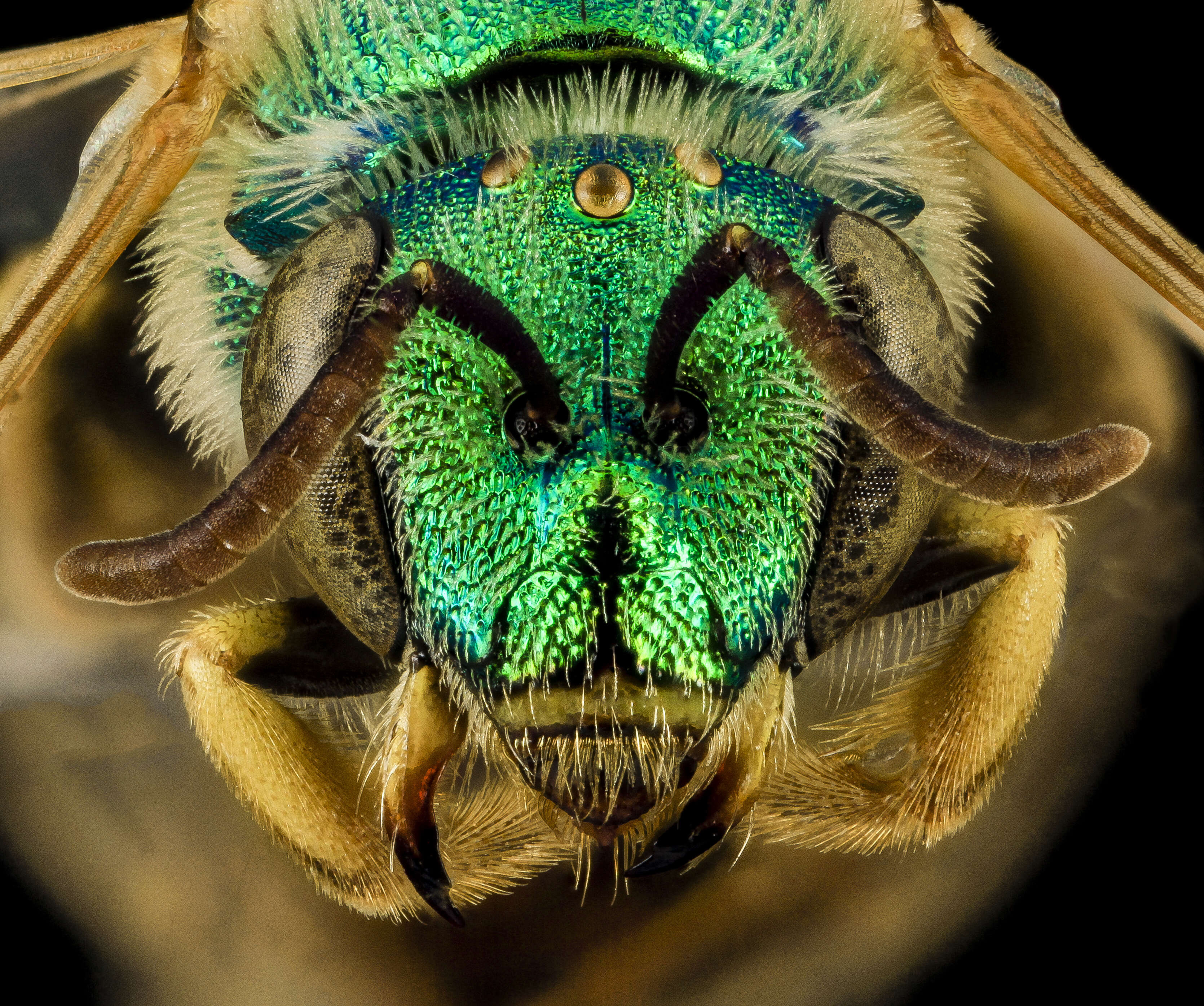 Agapostemon melliventris Cresson 1874的圖片