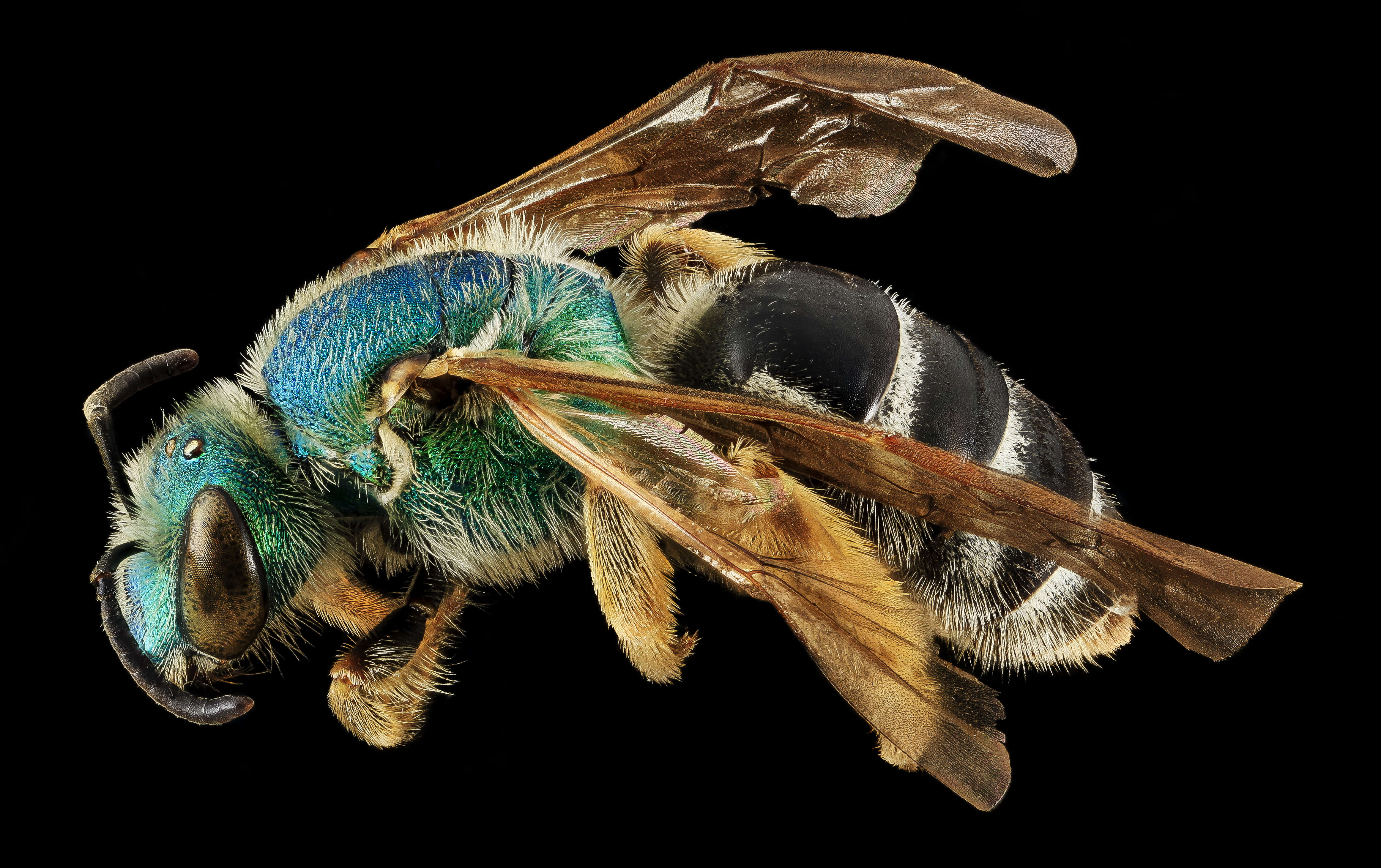 Image of Colorado Agapostemon