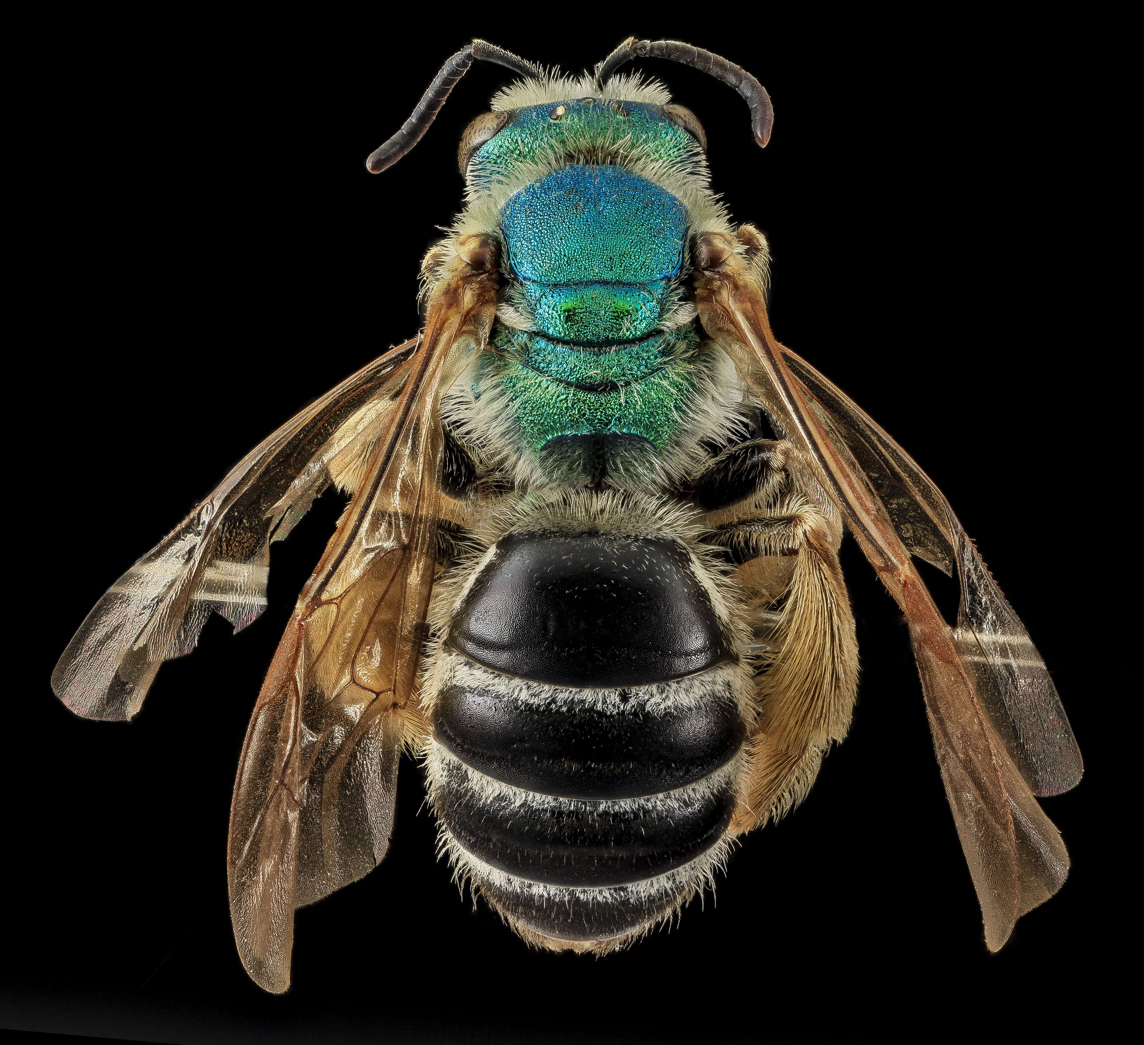 Image of Colorado Agapostemon