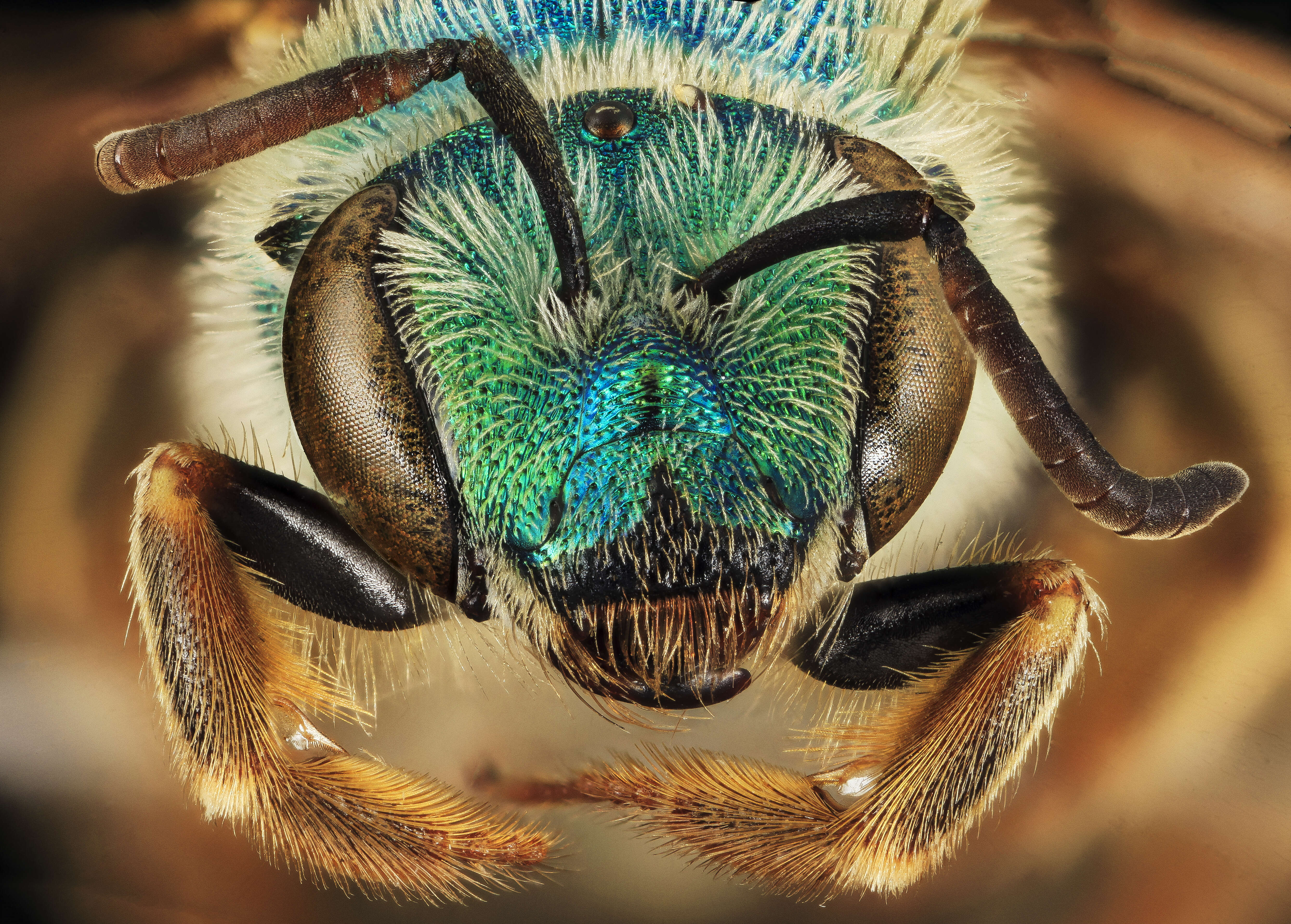 Image of Colorado Agapostemon