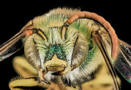 Image of Bicolored Agapostemon