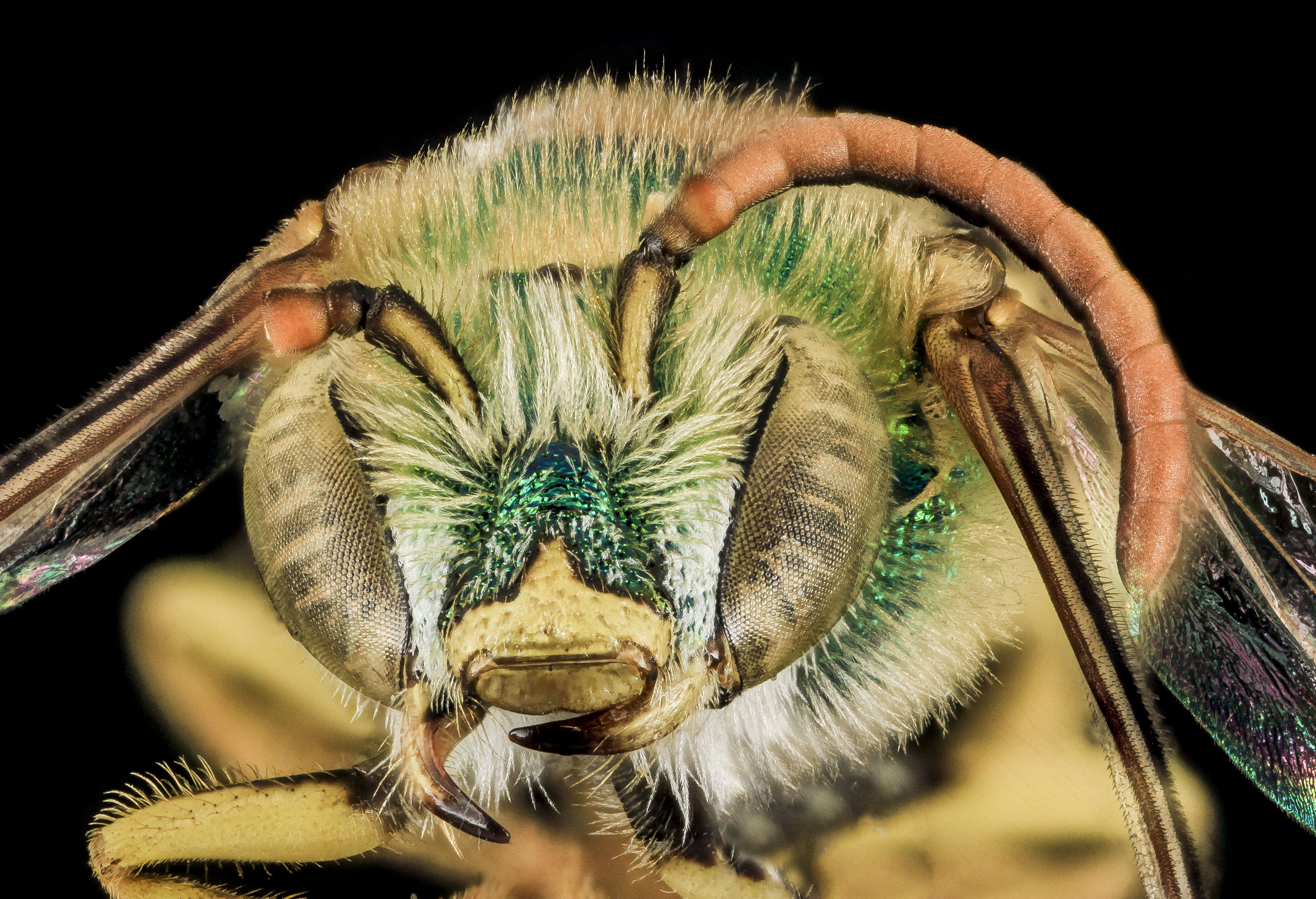 Image of Bicolored Agapostemon