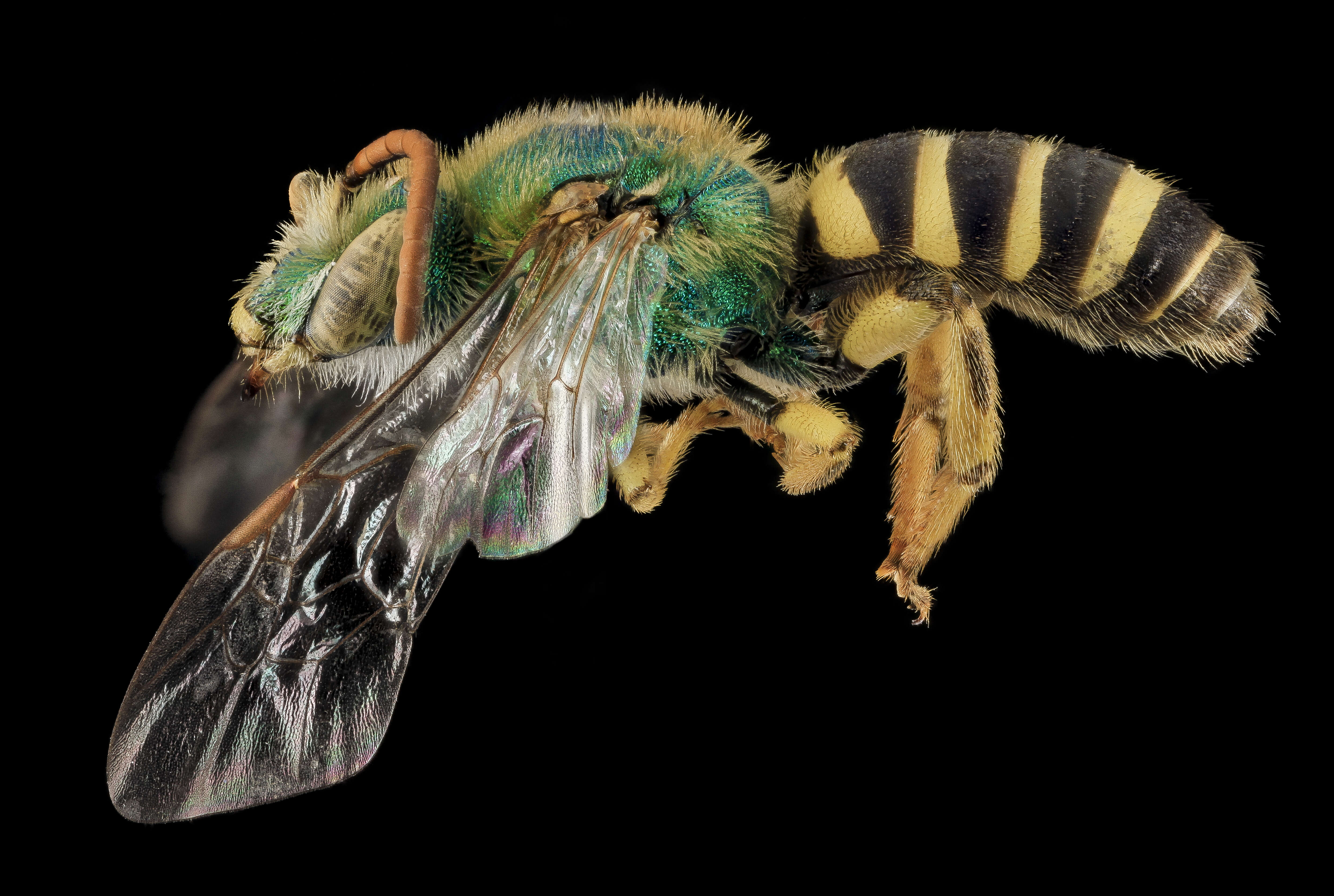 Image of Bicolored Agapostemon