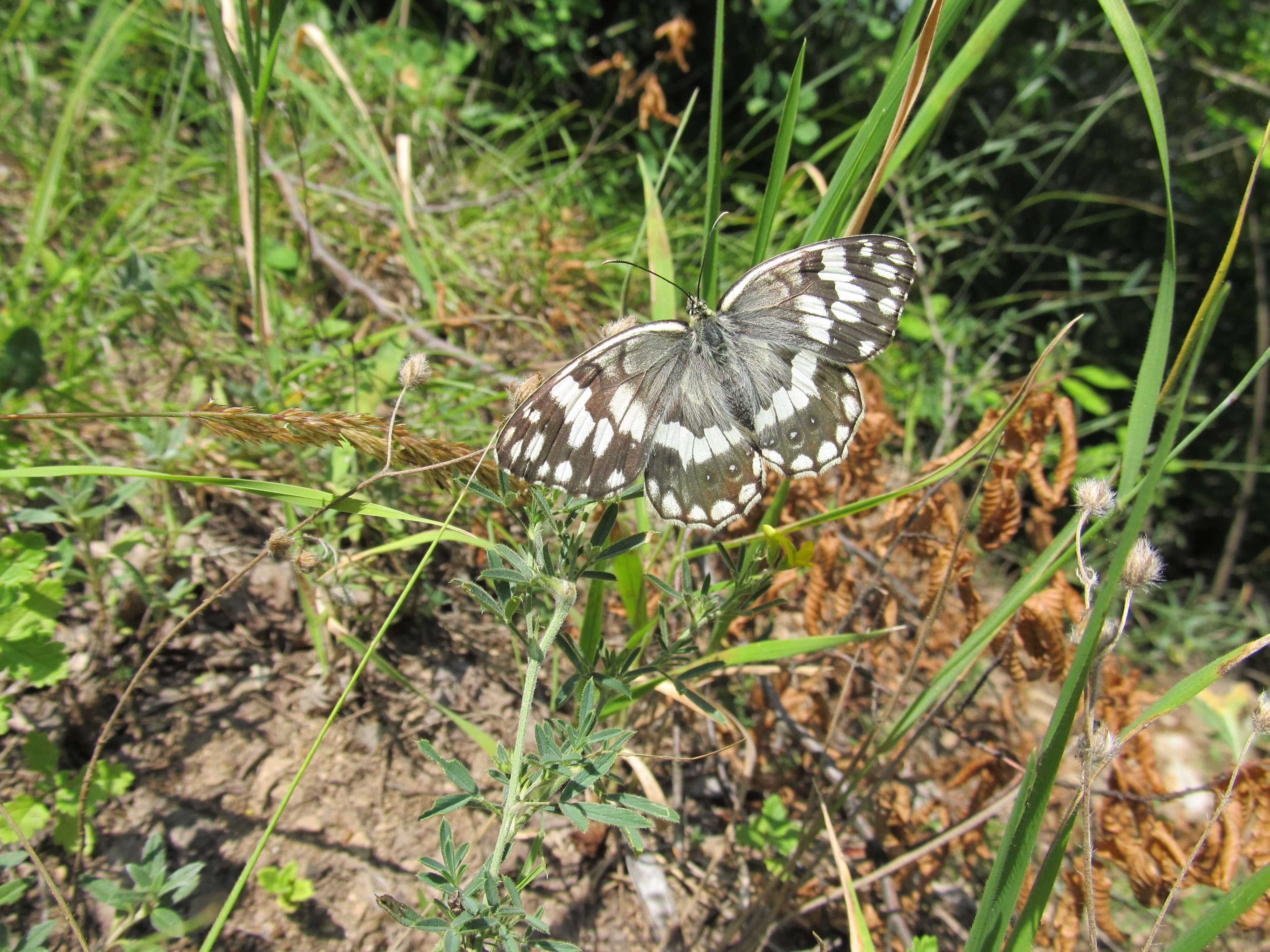 Image of Melanargia larissa Hübner 1827