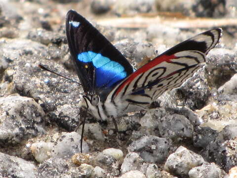 Image of Diaethria eluina Hewitson 1854