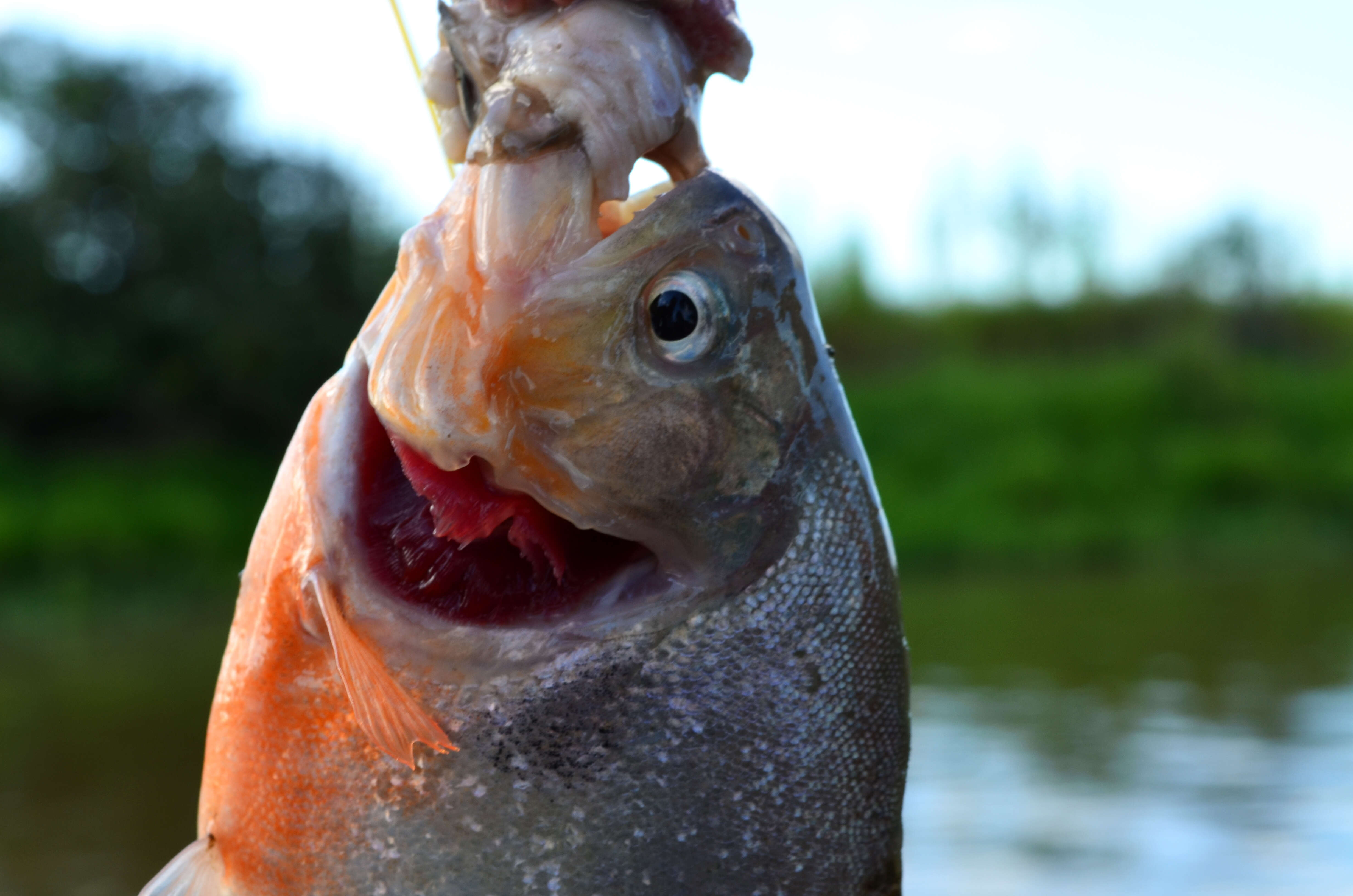 Image of Red-bellied piranha