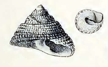 Image of Clanculus undatoides Tenison Woods 1879