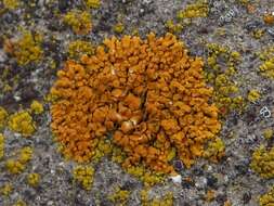 Image of orange lichen