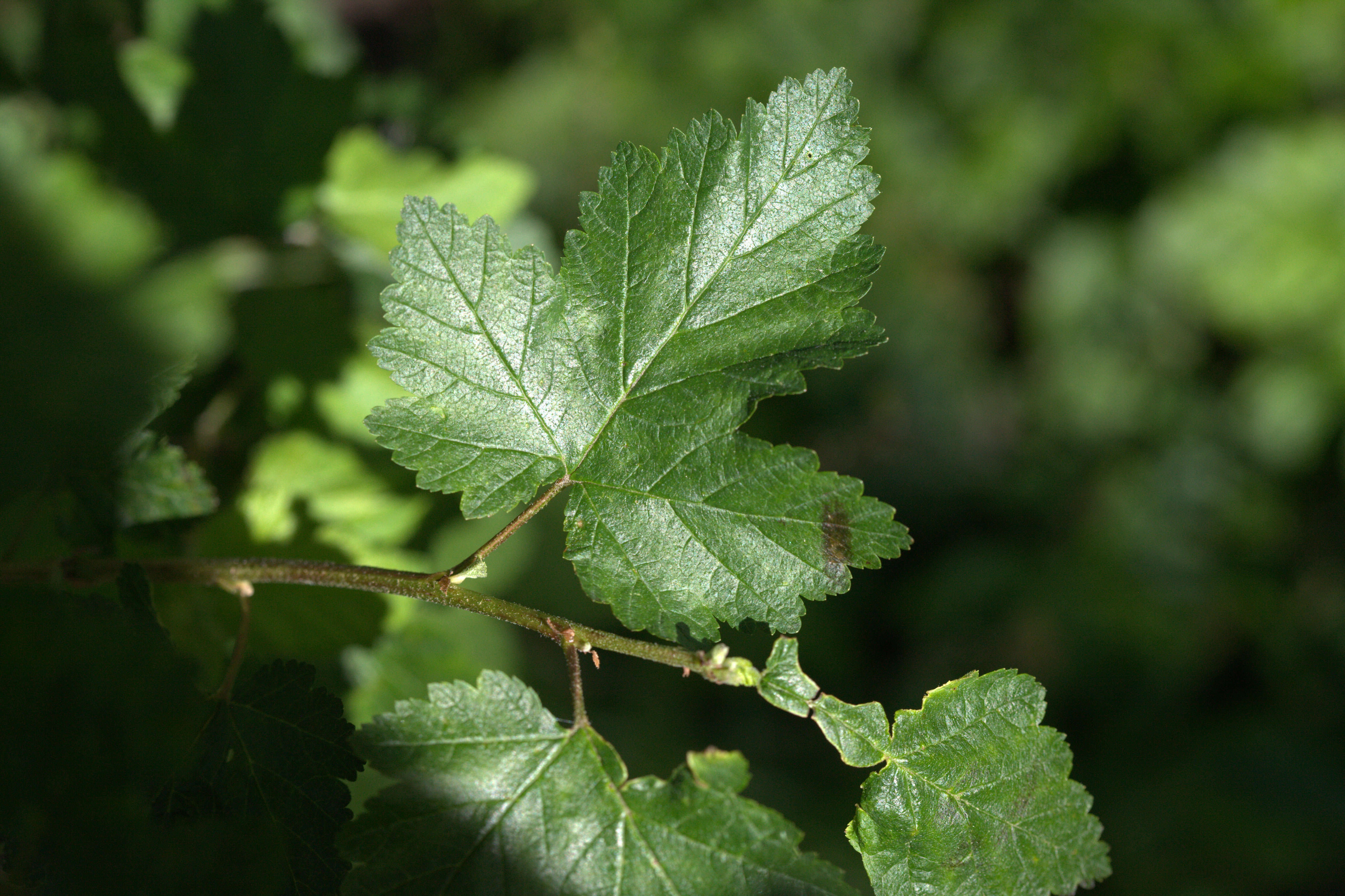 Plancia ëd Physocarpus malvaceus (Greene) Kuntze