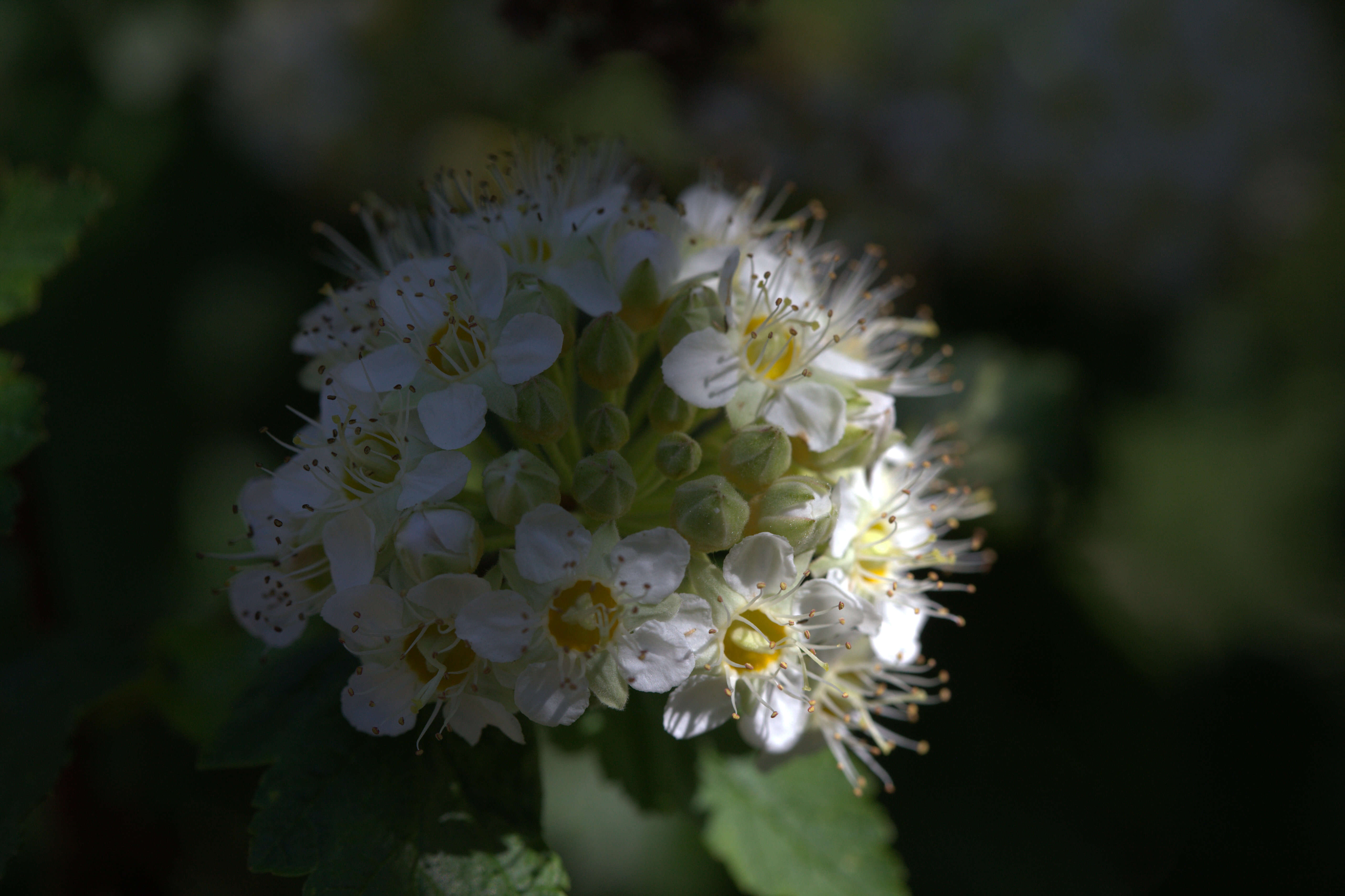 Plancia ëd Physocarpus malvaceus (Greene) Kuntze