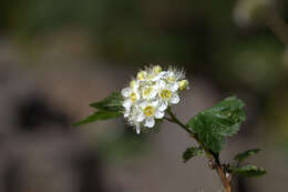 Plancia ëd Physocarpus malvaceus (Greene) Kuntze