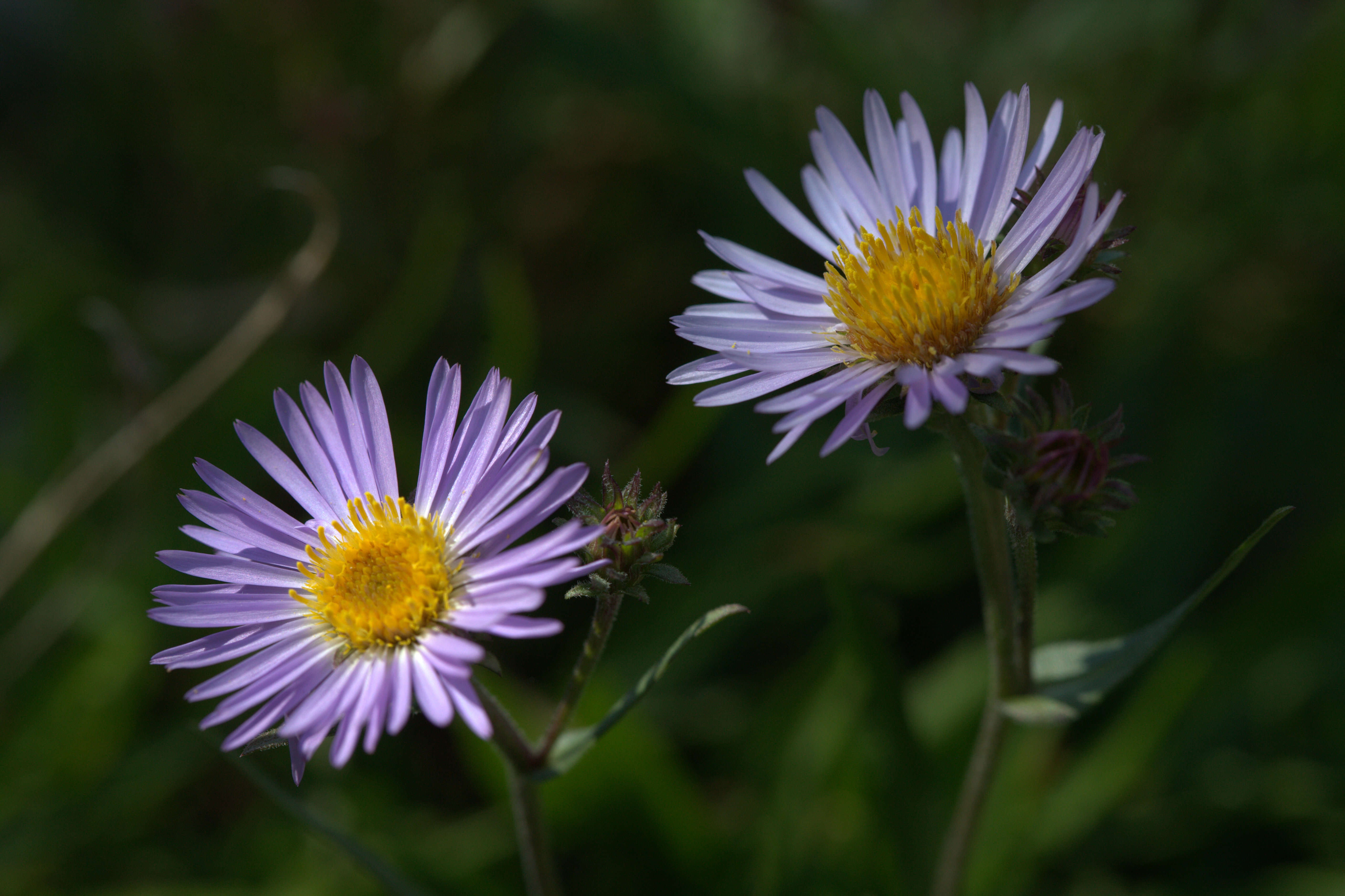 Image of tundra aster