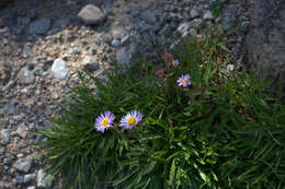 Image of tundra aster