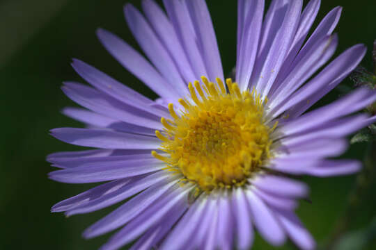 Image of tundra aster