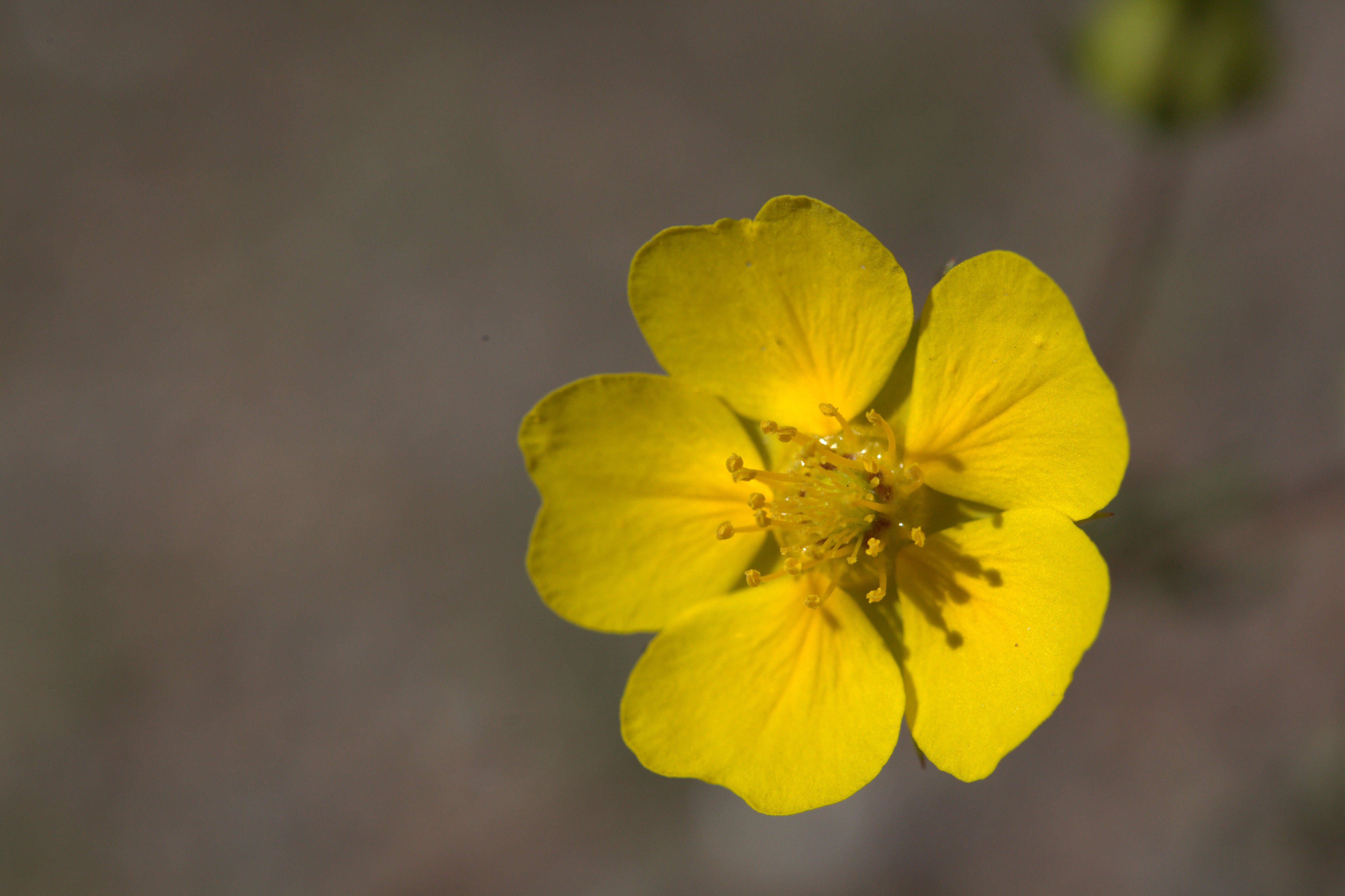 Image of Drummond's cinquefoil