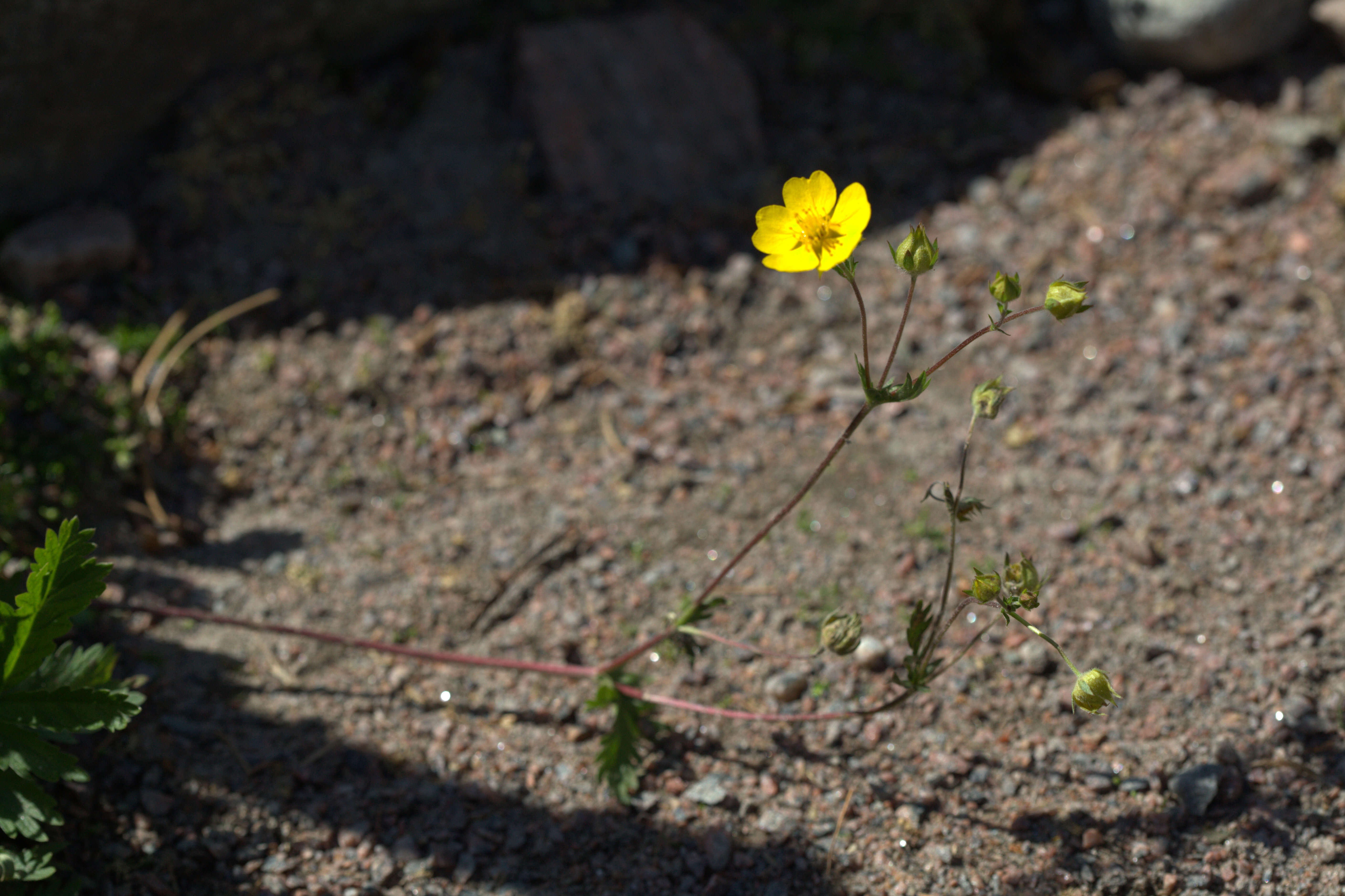 Image of Drummond's cinquefoil