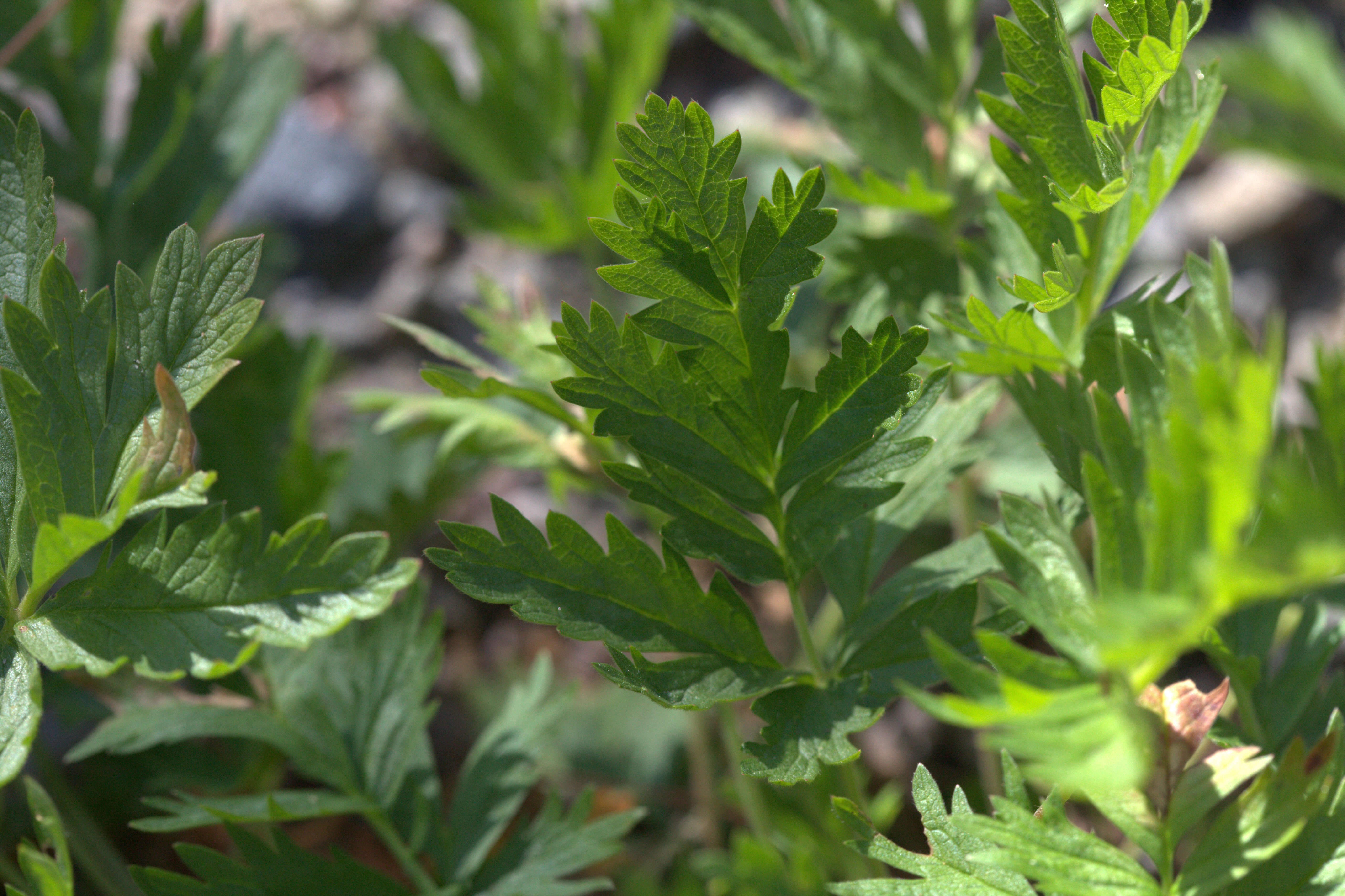 Image of Drummond's cinquefoil