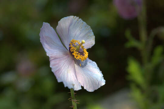 Image of Thorny satin poppy