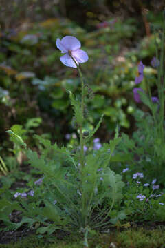 Image of Thorny satin poppy