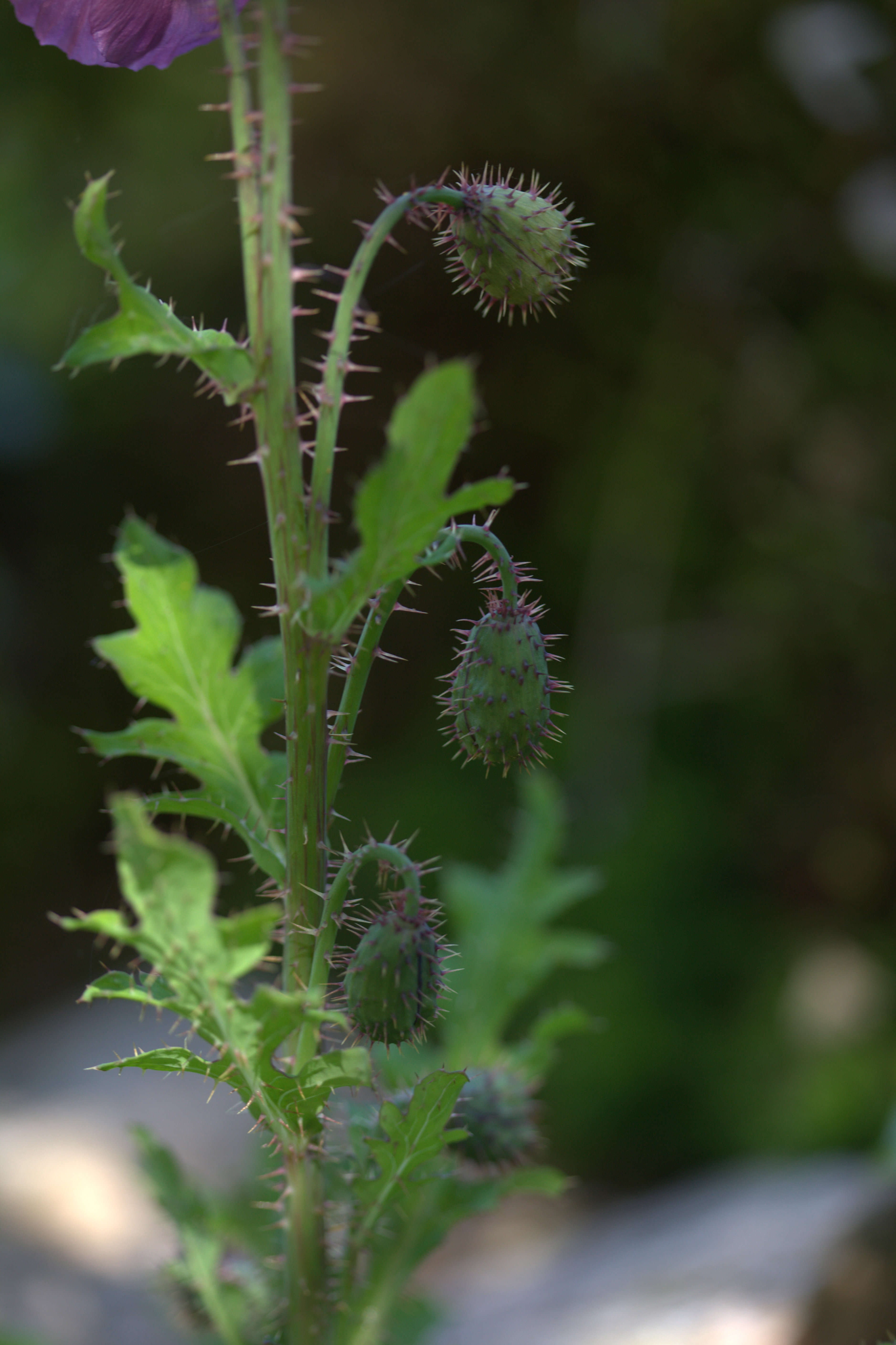 Image of Thorny satin poppy