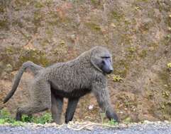 Image of Anubis Baboon