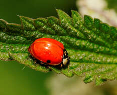 Image of Harlequin Ladybird