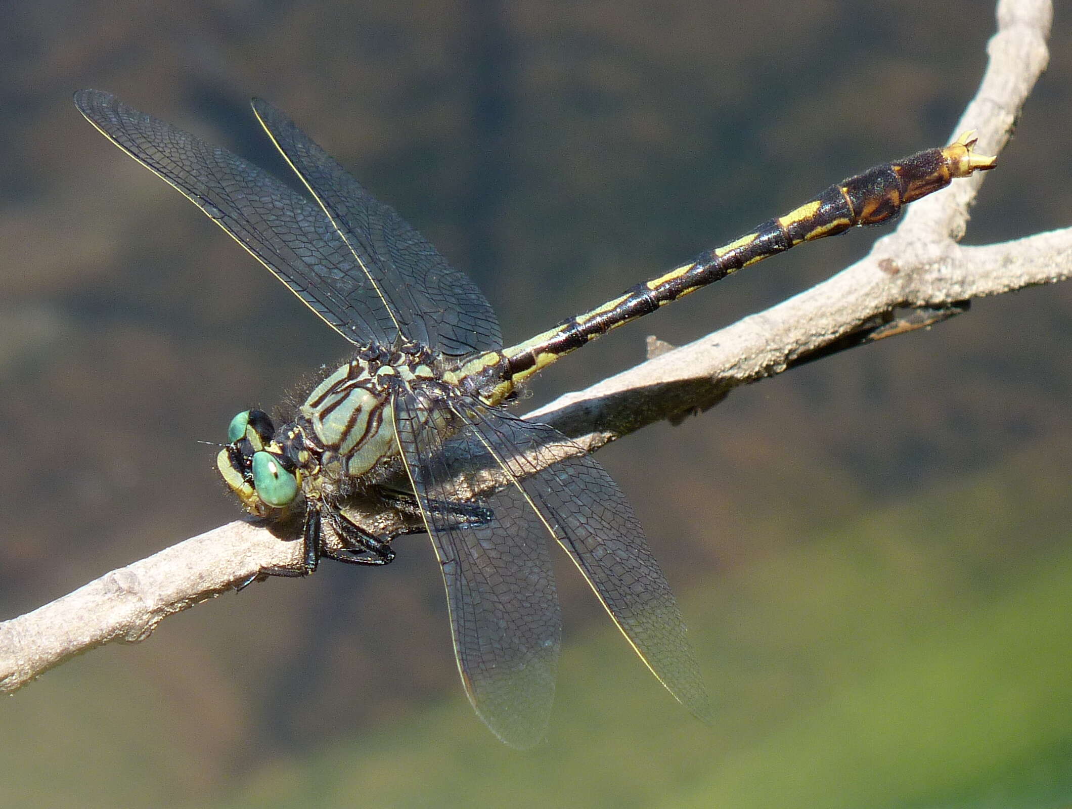 Imagem de Arigomphus villosipes (Selys 1854)