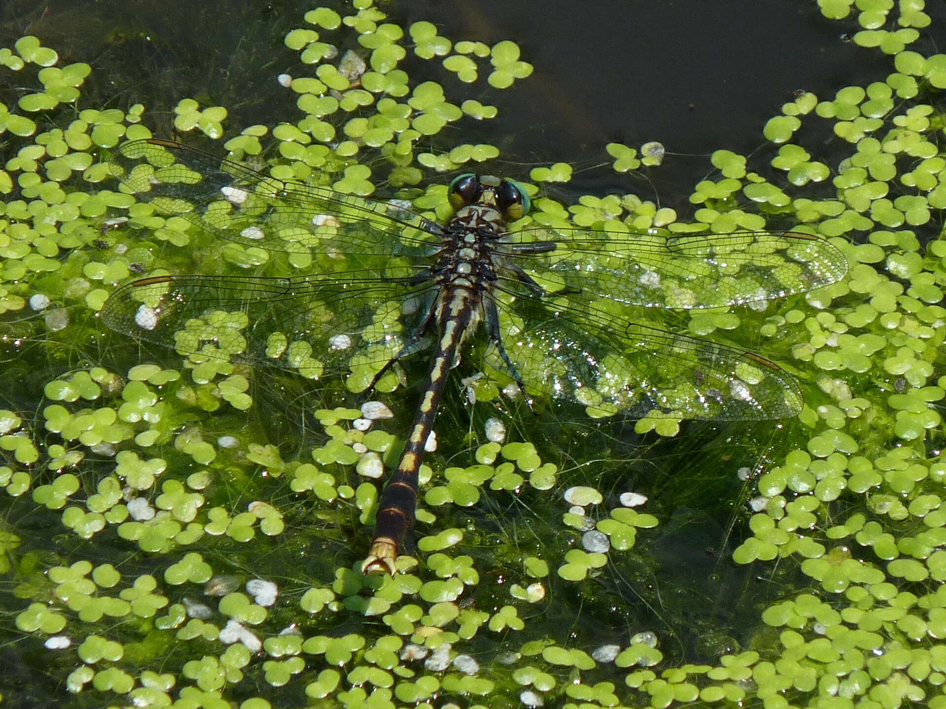 Imagem de Arigomphus villosipes (Selys 1854)