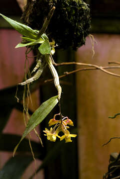 Image of Dendrobium guerreroi Ames & Quisumb.