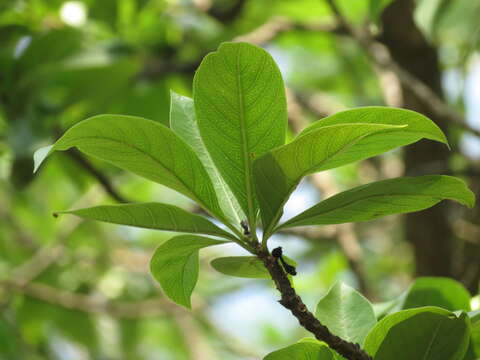 Plancia ëd Morinda coreia Buch.-Ham.