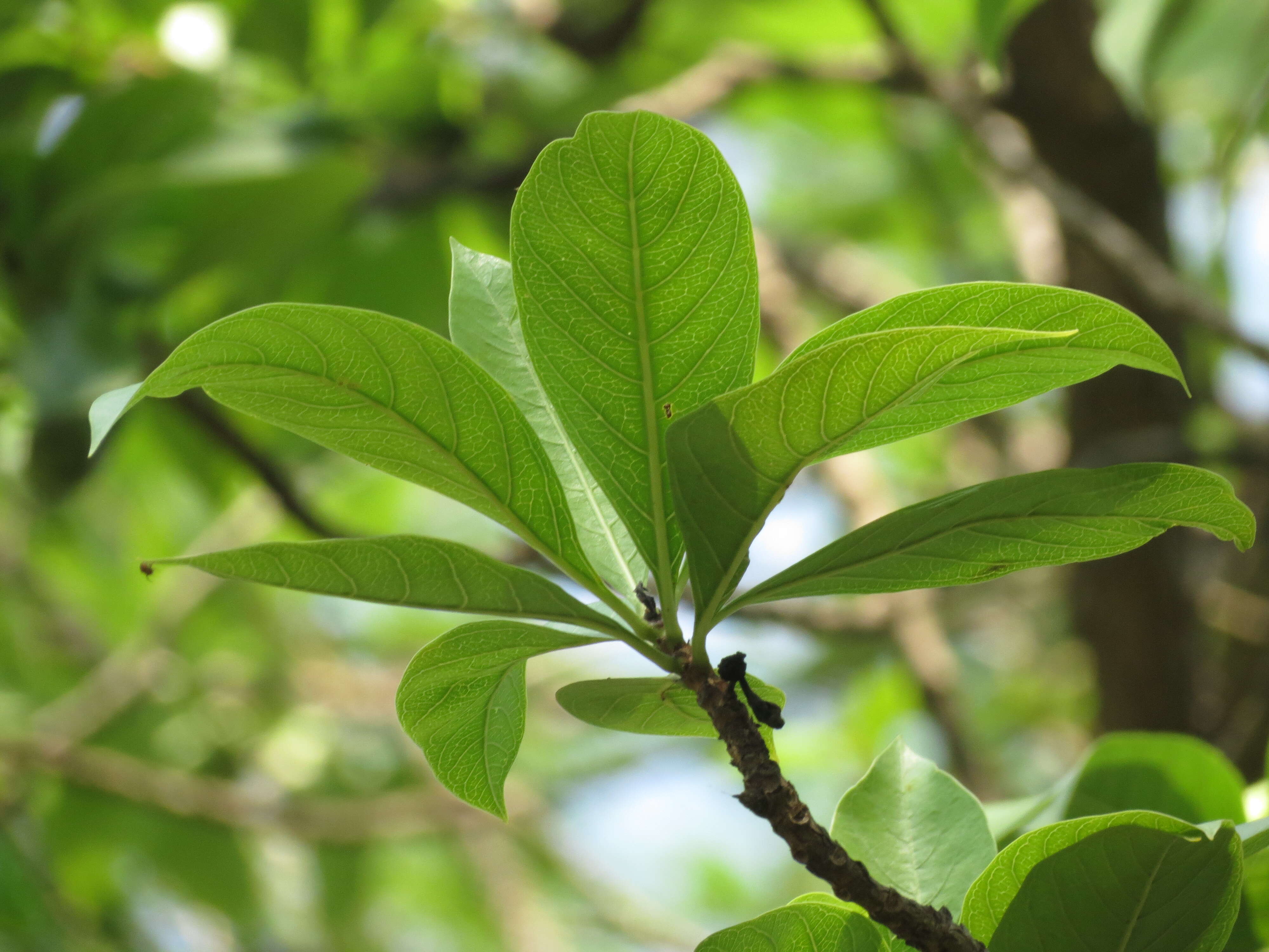 Image of Morinda coreia Buch.-Ham.