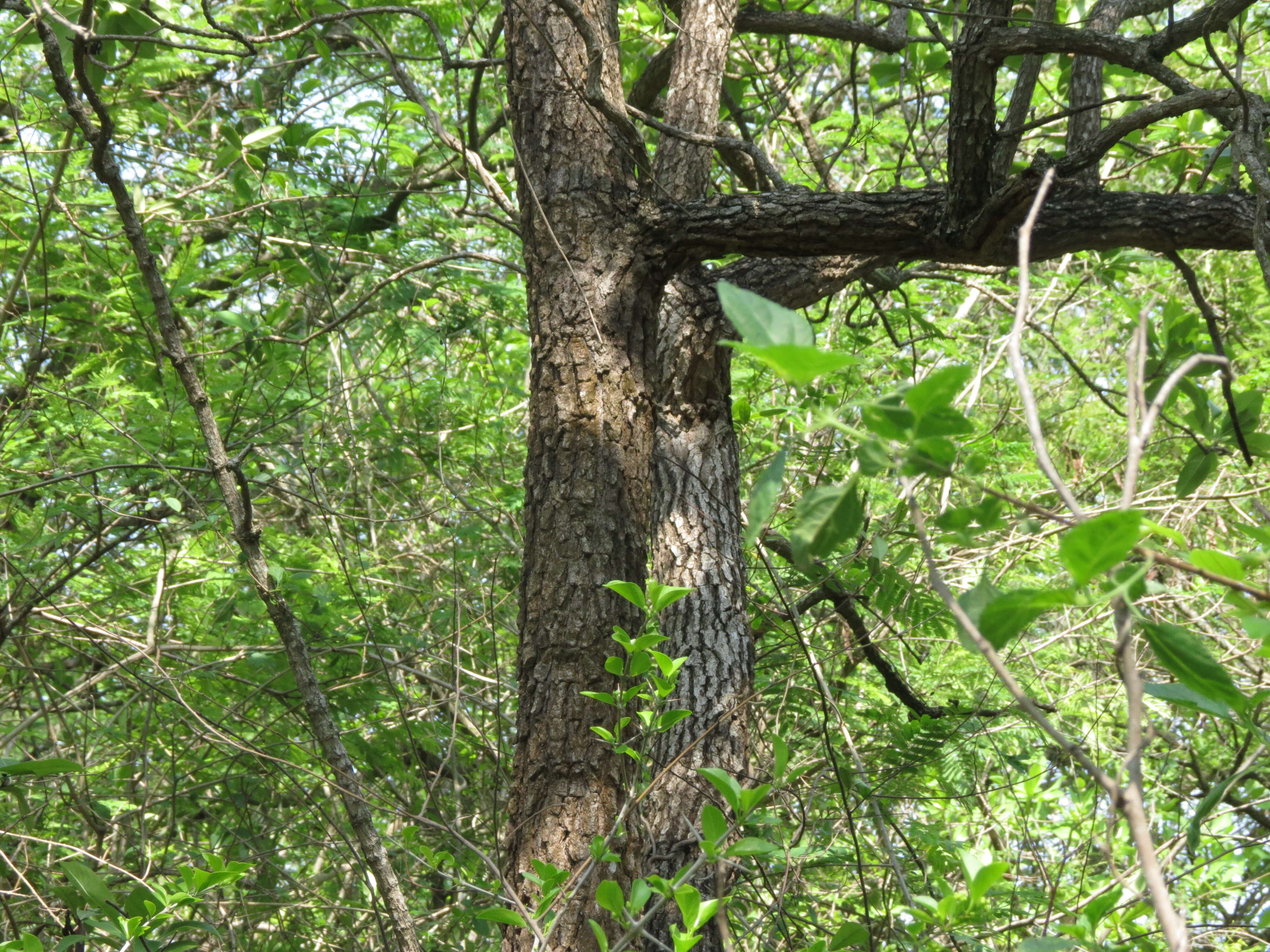 Image of Morinda coreia Buch.-Ham.