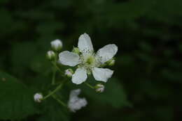 Слика од Rubus cochinchinensis Tratt.