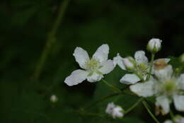 Слика од Rubus cochinchinensis Tratt.