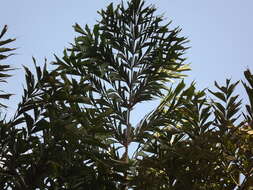 Image of Burmese fishtail palm