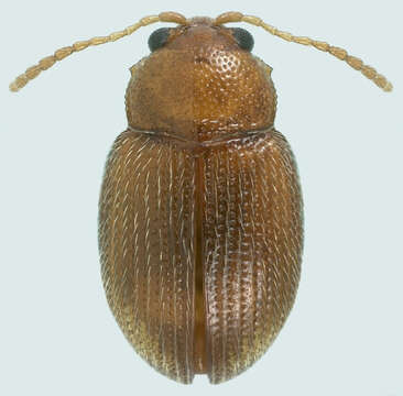 Image of Tobacco Flea Beetle